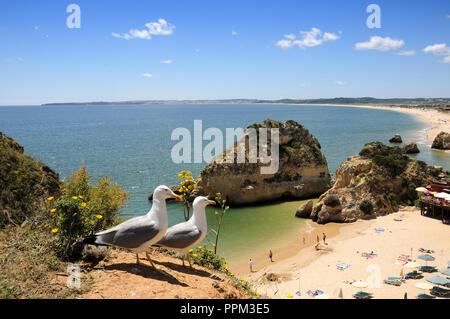 Praia dos Três Irmãos et mouettes, Algarve, Portugal Banque D'Images