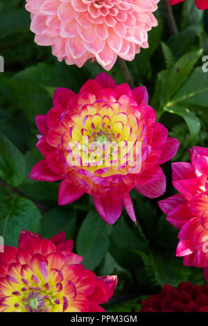 Dahlia 'Kilburn glow'. Dahlia nénuphar Banque D'Images