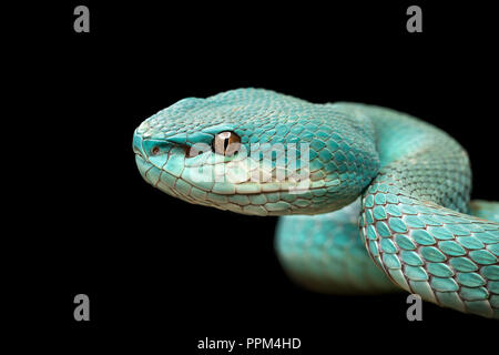 Trimeresurus insularis / Blanc-lipped pit viper island Banque D'Images