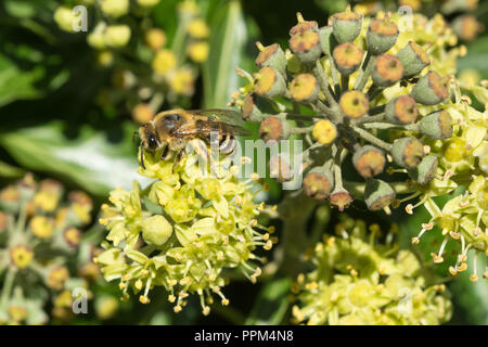 Abeille lierre (Colletes hederae) se nourrissant de nectar de fleurs de lierre (Hedera Helix) à la fin septembre et récoltant du pollen, Angleterre, Royaume-Uni Banque D'Images
