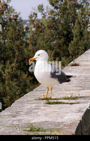 Seagull close shot et reposant sur dock. Mouette debout sur un mur de pierre et reste avec forêt de pins est un bel environnement naturel. Banque D'Images