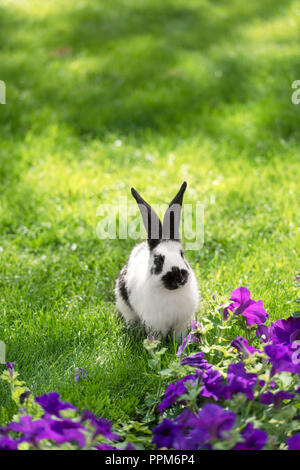 Cute bunny noir et blanc sur l'herbe verte près de purple fleurs de tabac Banque D'Images