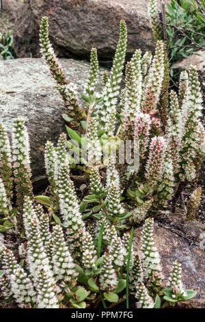 Orostachys maximowiczii Rockery Garden plantes alpines pierre de rocaille Banque D'Images