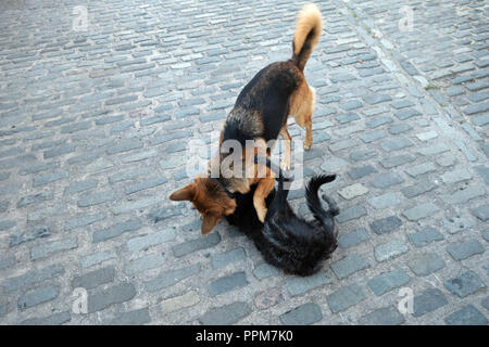 Berger Allemand et Lurcher sont des chiens de ferme à jouer ensemble à Wortley, South Yorkshire, Angleterre Banque D'Images