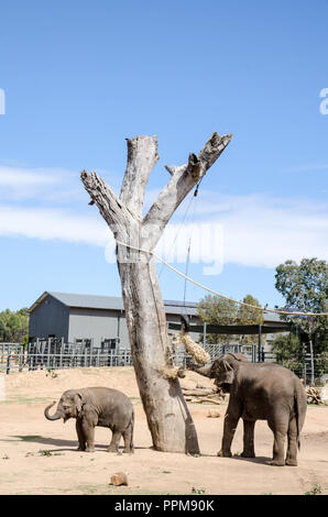 Une femelle éléphant avec jeune veau au Zoo de Taronga Western Plains, Dubbo NSW Australie.