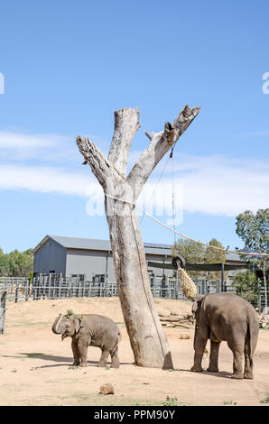 Une femelle éléphant avec les jeunes qui a jeté une branche sur la tête. Le Zoo de Taronga Western Plains, Dubbo NSW Australie Banque D'Images