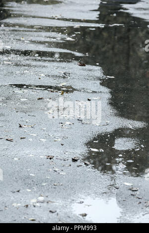 La route d'asphalte humide après la pluie avec le jaune des feuilles tombées à l'automne Banque D'Images