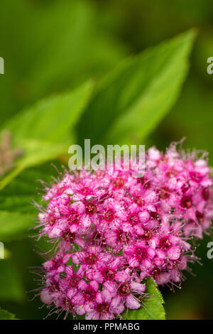 Filipendula ulmaria également connu sous le nom de la reine-des-Prés ou mead millepertuis avec des feuilles vertes Banque D'Images