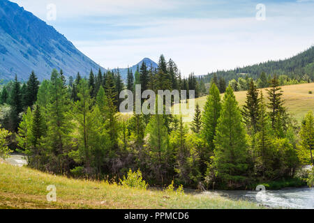 Rivière de montagne Chuja court entre la forêt de conifères et de prairies. La Russie, de l'Altaï Banque D'Images