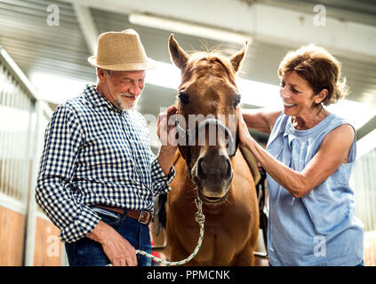 Un portrait de flatter un cheval dans une écurie. Banque D'Images