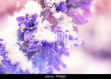 Gros plan d'une jacinthe mauve dans la neige, concept de printemps Banque D'Images