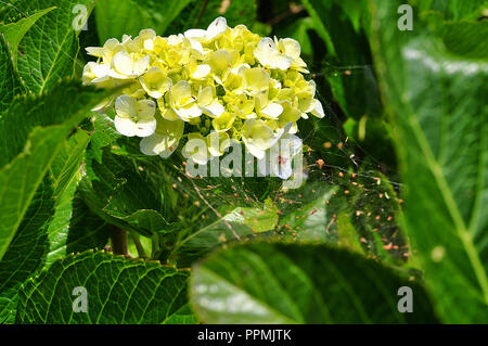 L'Hydrangea Flowers Banque D'Images