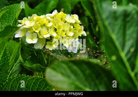L'Hydrangea Flowers Banque D'Images