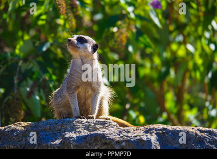 Un Meerkat (Suricata suricatta) en captivité au parc et zoo de Marwell dans le Hampshire, Angleterre Banque D'Images