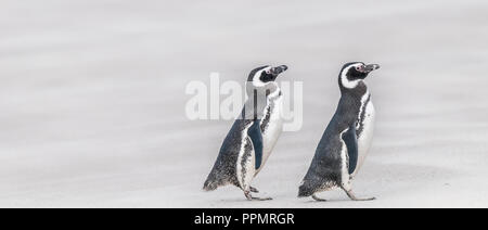 Une paire de manchots de Magellan la marche sur la plage. Banque D'Images