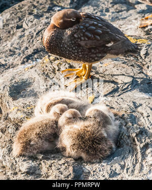 Une couvée de Steamer duck et ses poussins. Banque D'Images