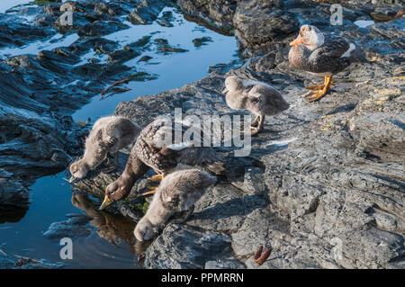 Une couvée de Steamer duck et ses poussins. Banque D'Images