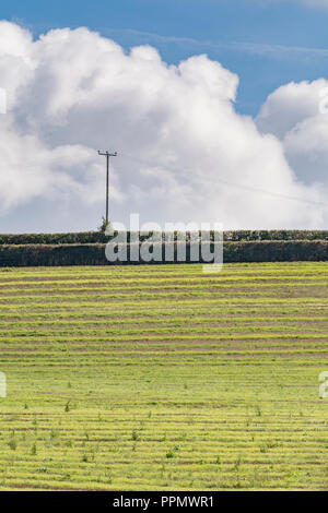 Culture post-campagne (UK) avec ciel bleu - plusieurs semaines après la récolte de l'orge et les mauvaises herbes et les graminées. Banque D'Images