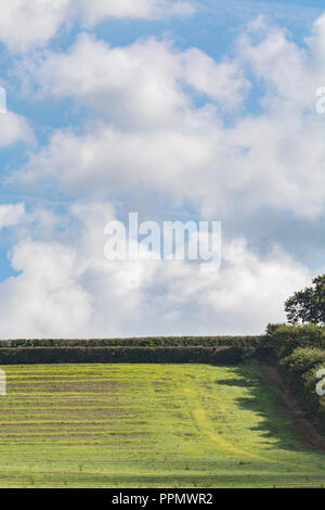 Culture post-campagne (UK) avec ciel bleu - plusieurs semaines après la récolte de l'orge et les mauvaises herbes et les graminées. Banque D'Images