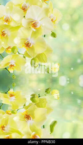 Belle orchidée Phalaenopsis jaune avec fleurs papillon sur l'abstrait floue fond vert-jaune naturel avec la réflexion dans une surface de l'eau Banque D'Images