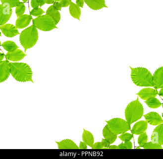 Cadre naturel de branches d'un arbre avec des feuilles de frêne vert isolé sur fond blanc Banque D'Images