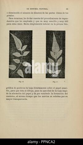 Boletín de la Sociedad Española de Historia Natural (page 441) Banque D'Images