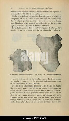 Boletín de la Sociedad Española de Historia Natural (page 528) Banque D'Images