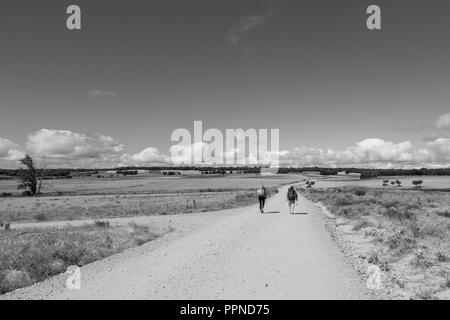 Camino de Santiago (Espagne) - quelques pèlerins marcher le long du chemin de St James, dans la meseta espagnole Banque D'Images