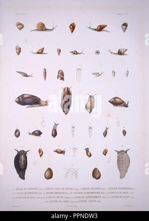 Bonite-mollusques-pl29. Banque D'Images