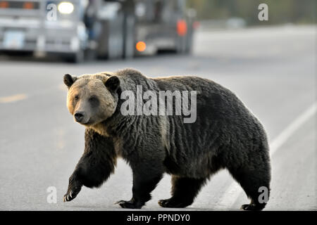 Une vue latérale d'un adulte "l'ours grizzli (Ursus arctos' à pied à travers la route dans les régions rurales de l'Alberta Canada Banque D'Images