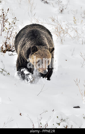 Un grizzli adulte' Ursus arctos'; qui a été assemblé dans le cadre d'un programme d'étude de la faune est trouvé en marchant sur une colline enneigée i Banque D'Images