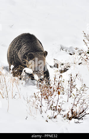 Un adulte' de l'ours grizzli (Ursus arctos)' ; qui a été pêcheur dans le cadre d'un programme d'étude de la faune est trouvé marchant dans une colline couverte de neige poster of a Girl Banque D'Images