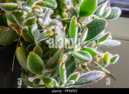 Close up des feuilles d'une plante Kalanchoe tomentosa (Panda) Banque D'Images