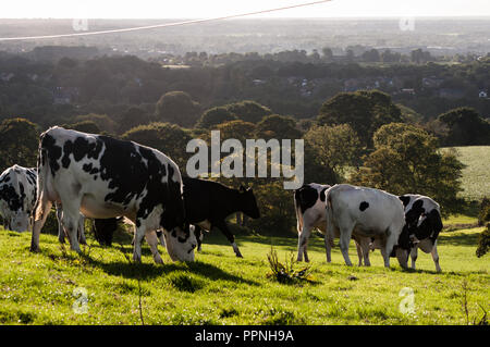 Autour du Royaume-Uni - alimentation de bétail au soleil le soir sur les collines au-dessus de Chorley Banque D'Images