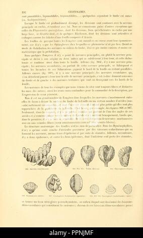 Botanique cryptogamique, ou Histoire des familles naturelles des plantes une définition (page 192) Banque D'Images