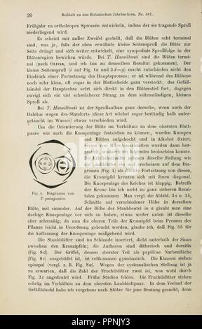 Botanische Jahrbücher und Systematik fourrure, Pflanzengeschichte Pflanzengeographie (page 20) Banque D'Images