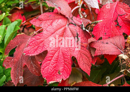 Hydrangea feuilles rouges d'automne jardin d'Hydrangea, Hydrangea quercifolia 'Harmony' Banque D'Images