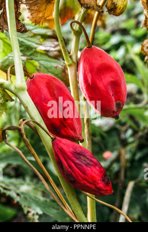 Podophyllum hexandrum, Apple peut l'Himalaya, les fruits rouges Banque D'Images