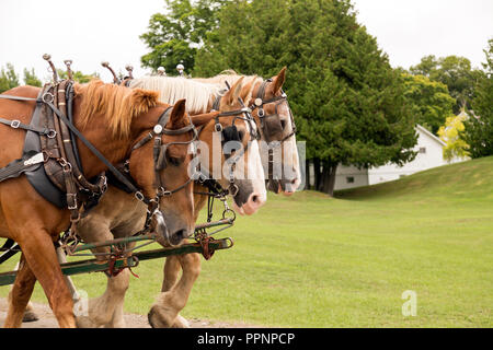 Attelage de chevaux sur l'île Mackinac, Michigan. C'est le mode de transport et de tourisme sur l'île. Banque D'Images