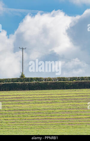 Culture post-campagne (UK) avec ciel bleu - plusieurs semaines après la récolte de l'orge et les mauvaises herbes et les graminées. Banque D'Images