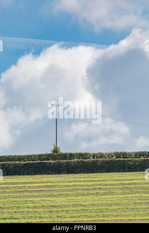 Culture post-campagne (UK) avec ciel bleu - plusieurs semaines après la récolte de l'orge et les mauvaises herbes et les graminées. Banque D'Images