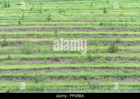 Culture post-campagne (UK) - plusieurs semaines après la récolte de l'orge et les mauvaises herbes et les graminées. Parmi les mauvaises herbes dans la métaphore. Banque D'Images