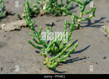 La salicorne (Salicornia spec.), zone intertidale de la côte de la mer du Nord, Schleswig-Holstein, Allemagne Banque D'Images