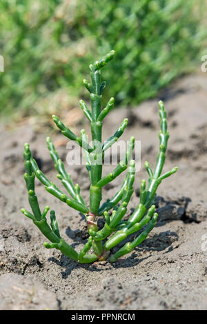 La salicorne (Salicornia spec.), zone intertidale de la côte de la mer du Nord, Schleswig-Holstein, Allemagne Banque D'Images