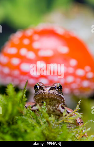 Frog en automne - un studio shot Banque D'Images