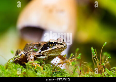 Grenouille rousse en automne - un studio photo. Banque D'Images