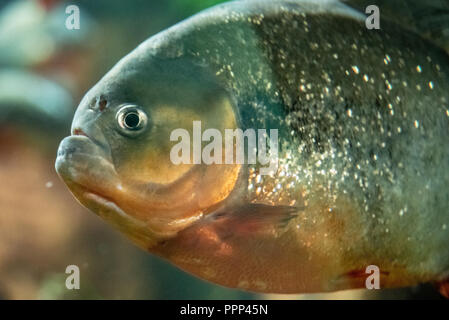 Pygocentrus nattereri piranha (rouge) à l'Aquarium de Géorgie dans le centre-ville d'Atlanta, Géorgie. Banque D'Images