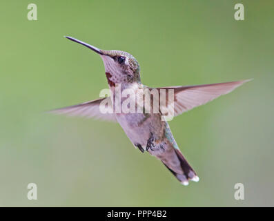 Un colibri à gorge rubis flottant contre un arrière-plan flou. Banque D'Images