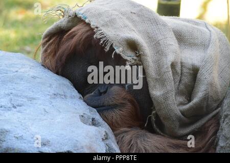 Orangutan sous un Blanket Banque D'Images
