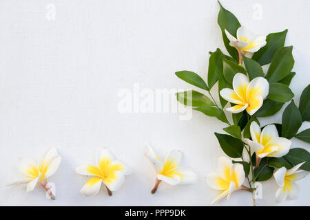 Frangipanier blanc et jaune fleurs locales d'Asie arrangement sur fond blanc Banque D'Images